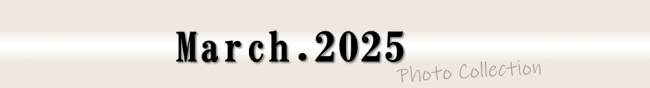 2025年3月