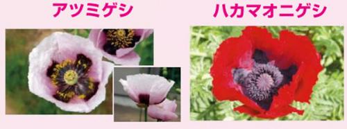 けしの例の写真