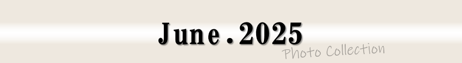 2025年6月のフォトコレクション