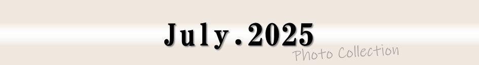 2025年7月のフォトコレクション