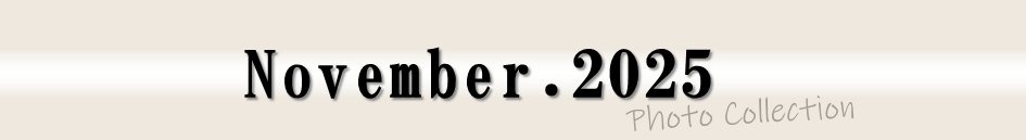 2025年11月