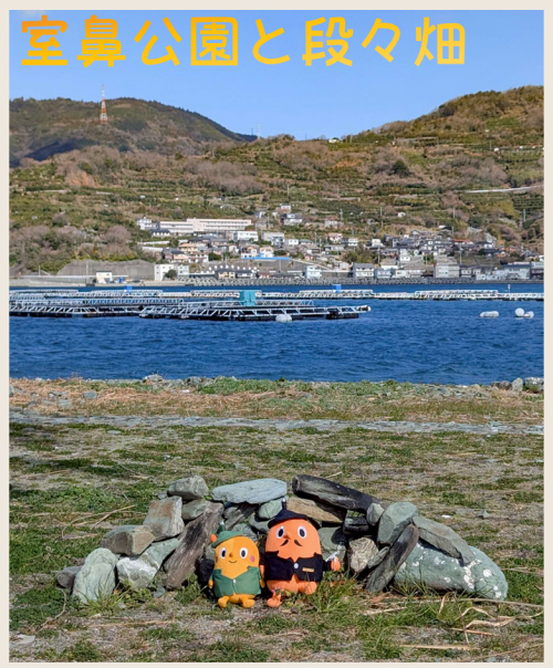 室鼻公園と段々畑とサダンディーとチビダンディー