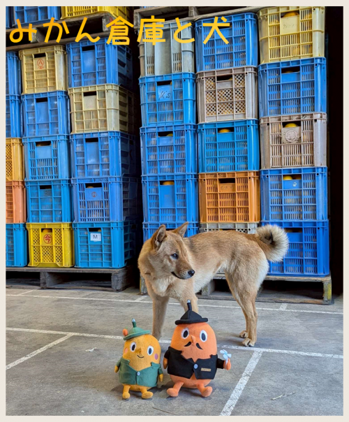 みかん倉庫と犬とサダンディーとチビダンディー