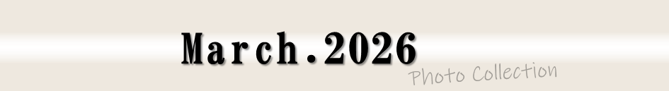 2026年3月フォトコレクション