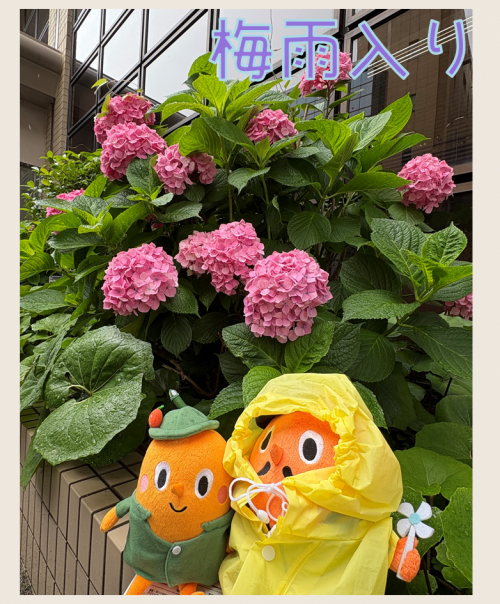 梅雨入りのアジサイとサダンディーとチビダンディー