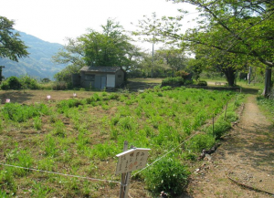 小島小学校跡地1